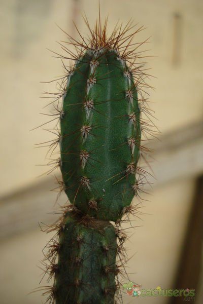 A photo of Pilosocereus purpusii