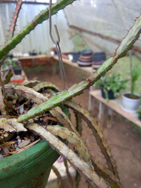 Foto de un cactus que se está identificando actualmente