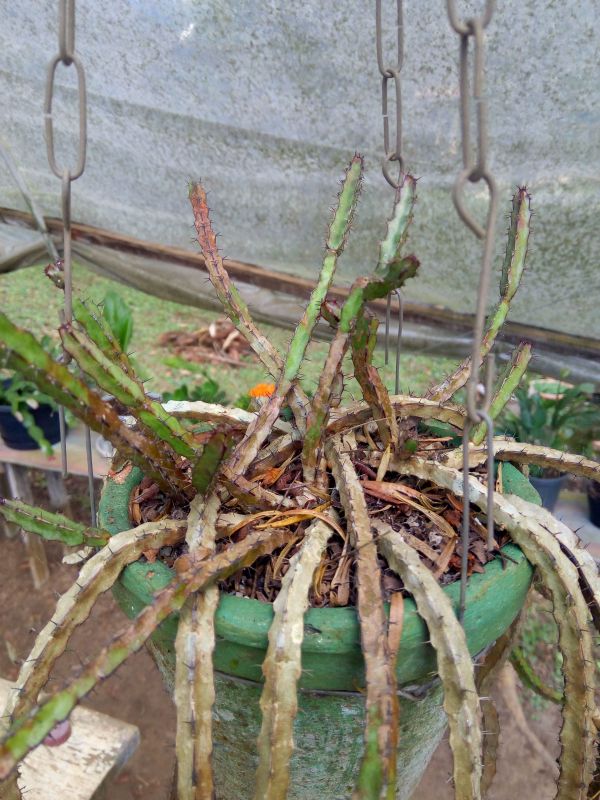 Foto de un cactus que se está identificando actualmente