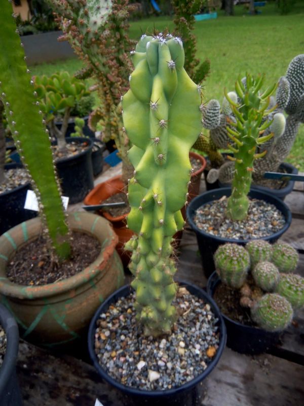 Una foto de Cereus hildmannianus f. monstruosa