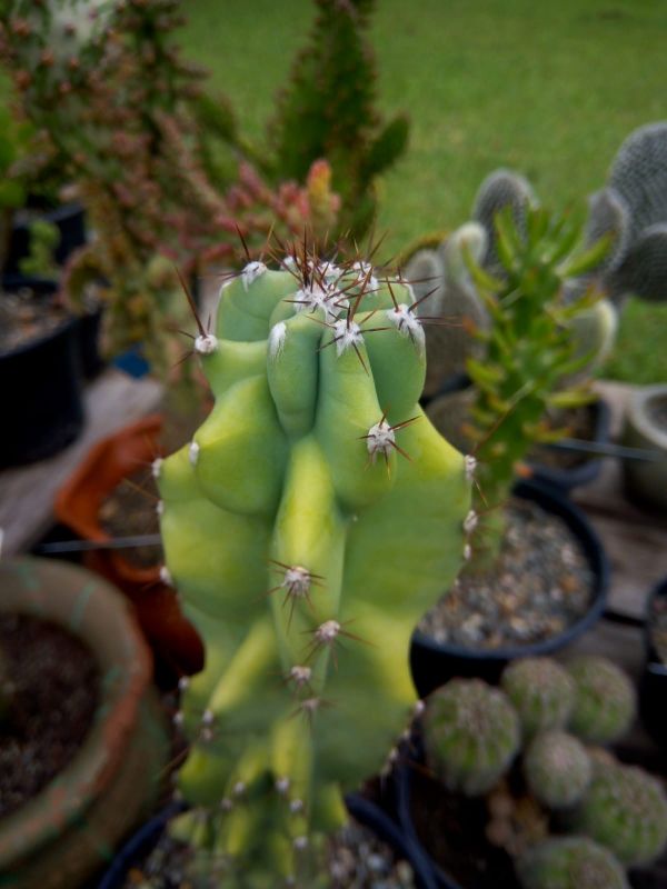 Una foto de Cereus hildmannianus f. monstruosa