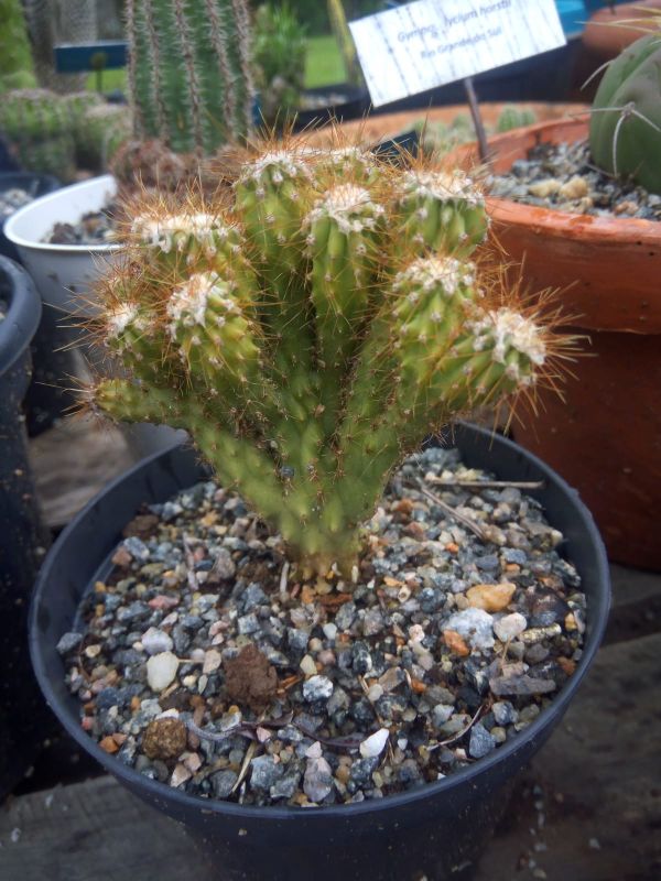 Una foto de Cereus peruvianus fma. monstruosa