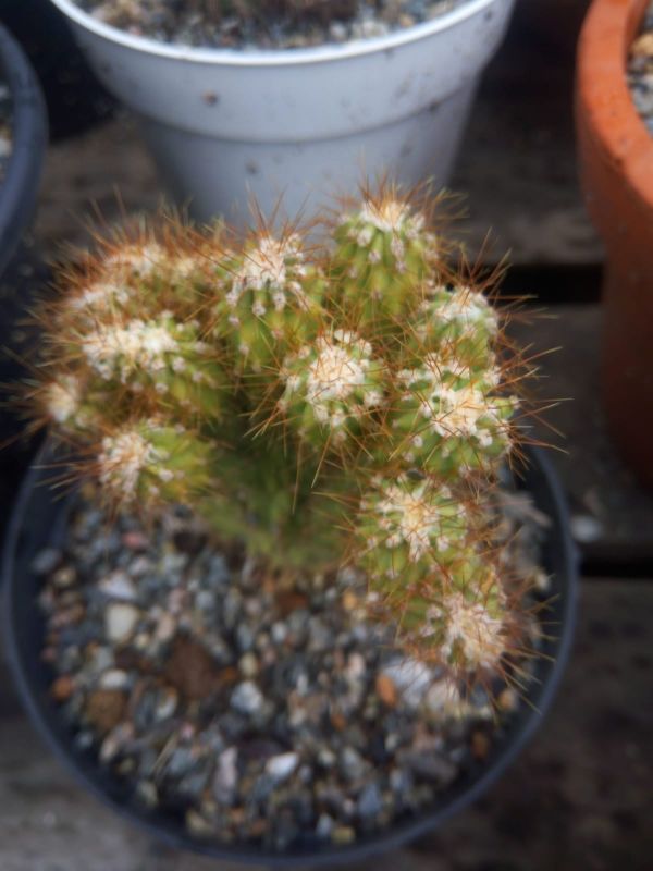 Una foto de Cereus peruvianus fma. monstruosa