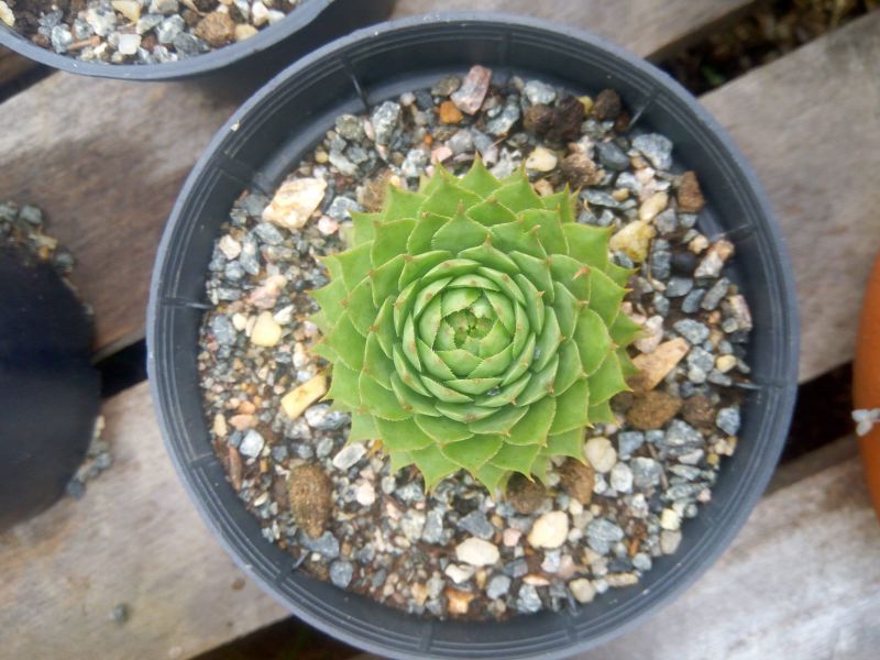Photo of a cactus currently being identified