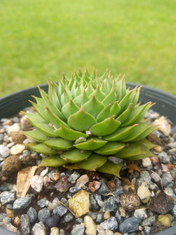 Photo of a cactus currently being identified