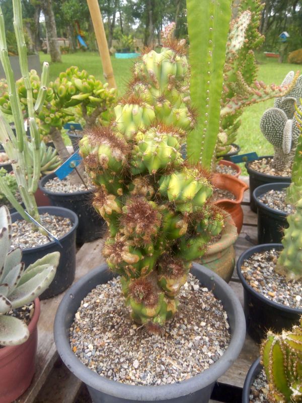 Una foto de Cereus peruvianus fma. monstruosa
