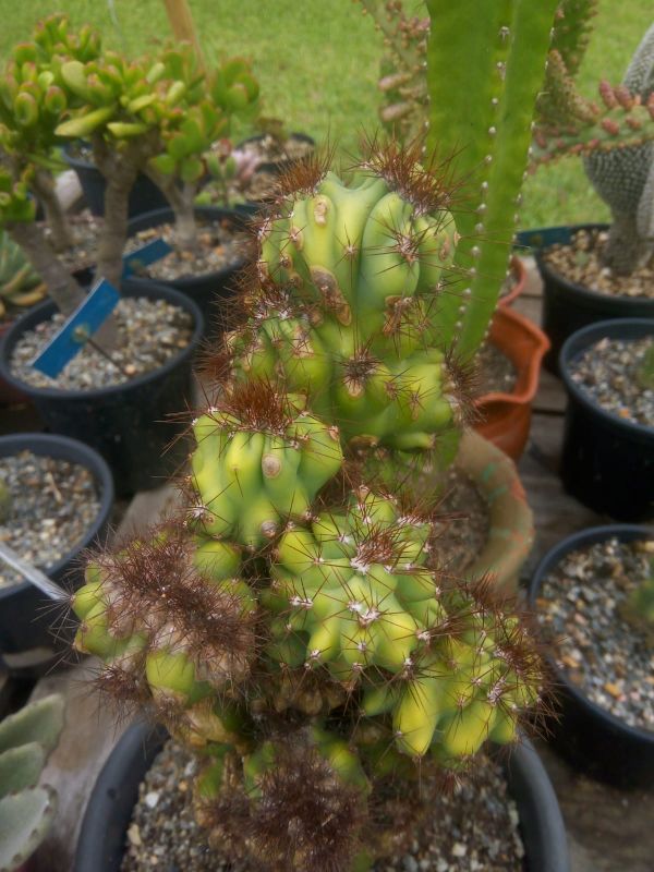 Una foto de Cereus peruvianus fma. monstruosa