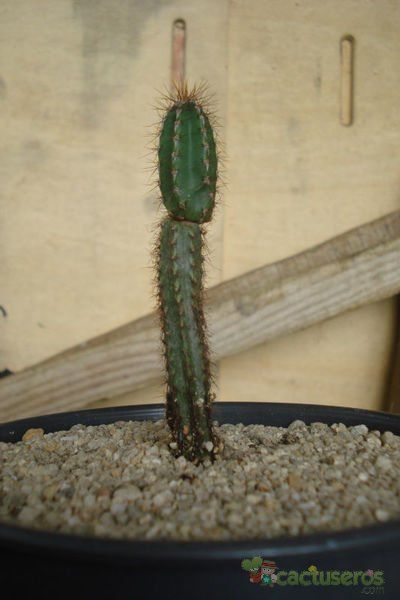 A photo of Pilosocereus purpusii