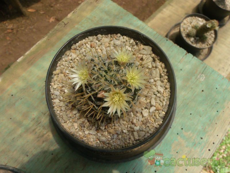 Una foto de Mammillaria duwei