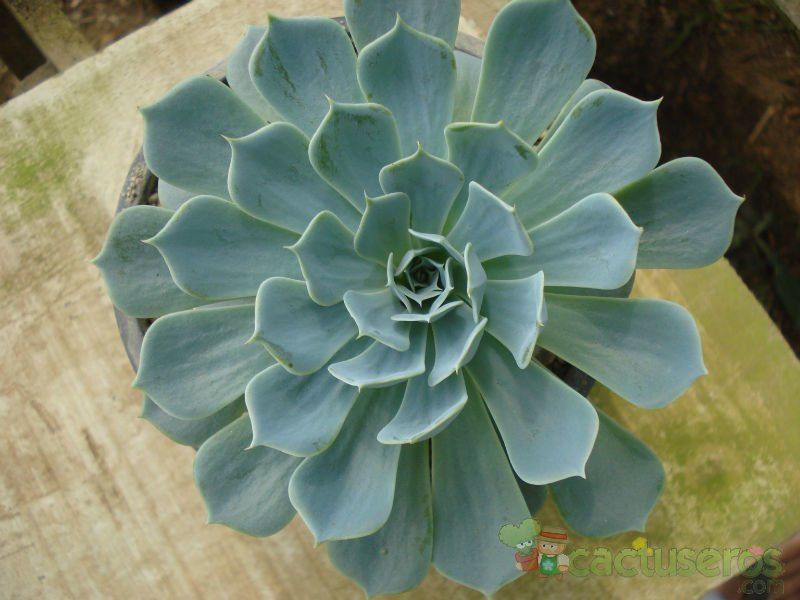 A photo of Echeveria runyonii