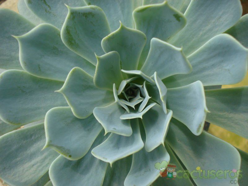 A photo of Echeveria runyonii