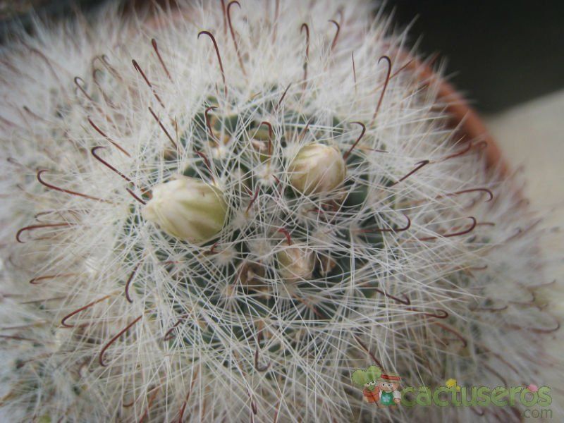 Una foto de Mammillaria barbata