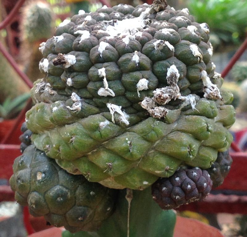 Una foto de Copiapoa hypogaea
