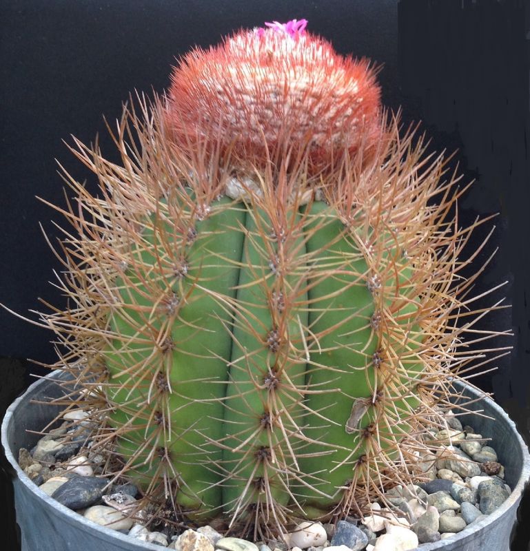 A photo of Melocactus harlowii