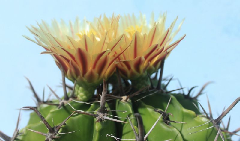 A photo of Ferocactus peninsulae var. townsendianus