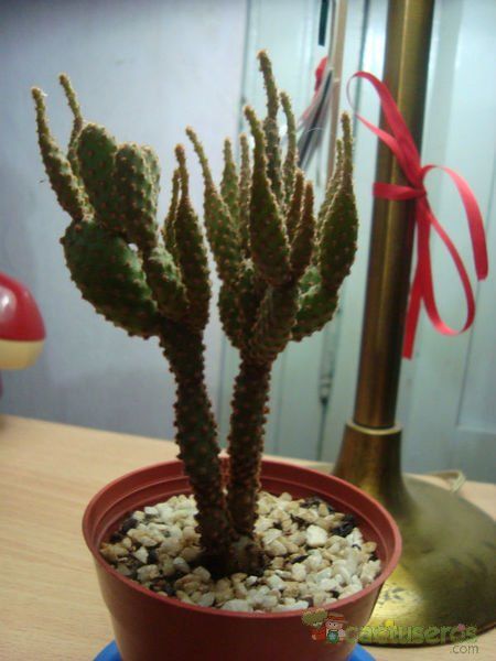 Una foto de Opuntia microdasys ssp. rufida fma. monstruosa