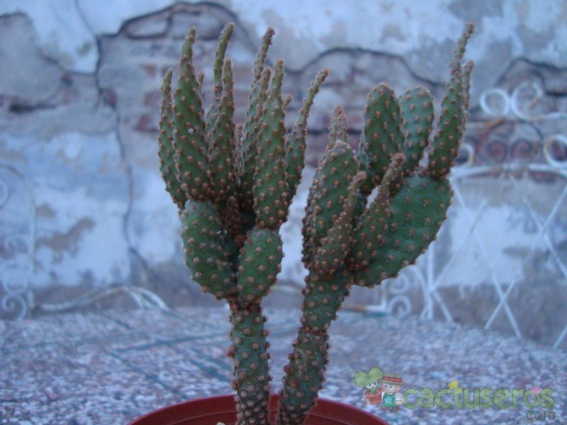 Una foto de Opuntia microdasys ssp. rufida fma. monstruosa