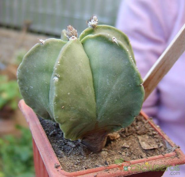 Una foto de Astrophytum myriostigma fma. nudum