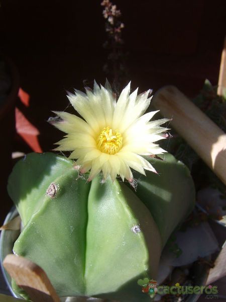 Una foto de Astrophytum myriostigma fma. nudum