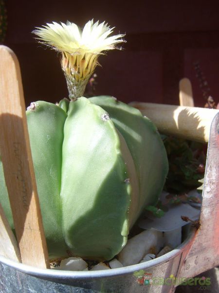 Una foto de Astrophytum myriostigma fma. nudum