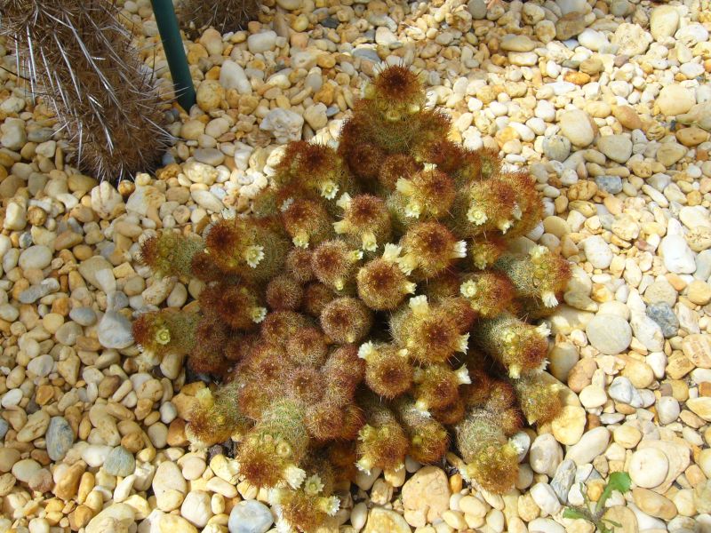 Una foto de Mammillaria heyderi ssp. hemisphaerica