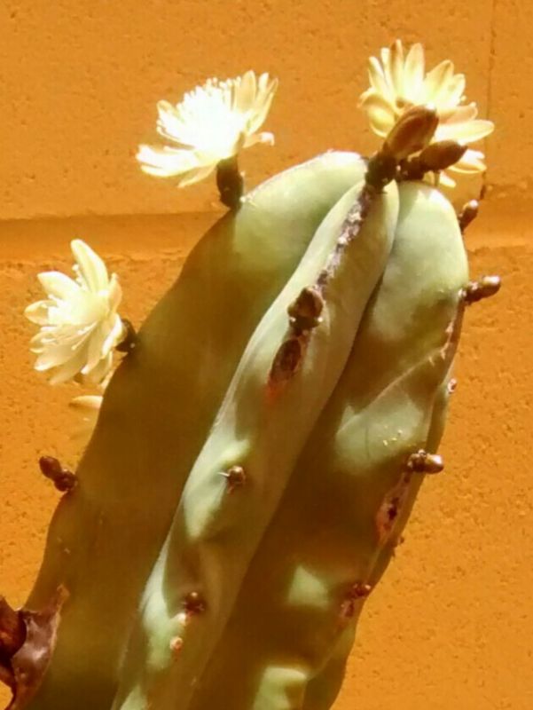 Una foto de Myrtillocactus geometrizans