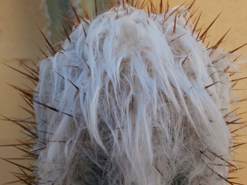 A photo of Oreocereus trollii