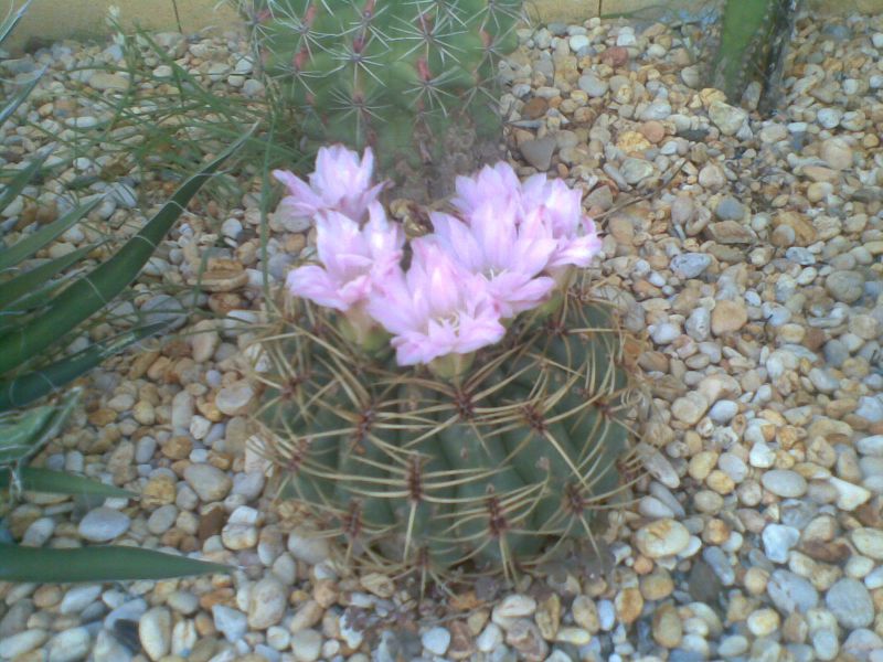 A photo of Gymnocalycium monvillei