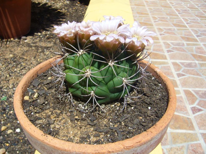Una foto de Gymnocalycium saglionis