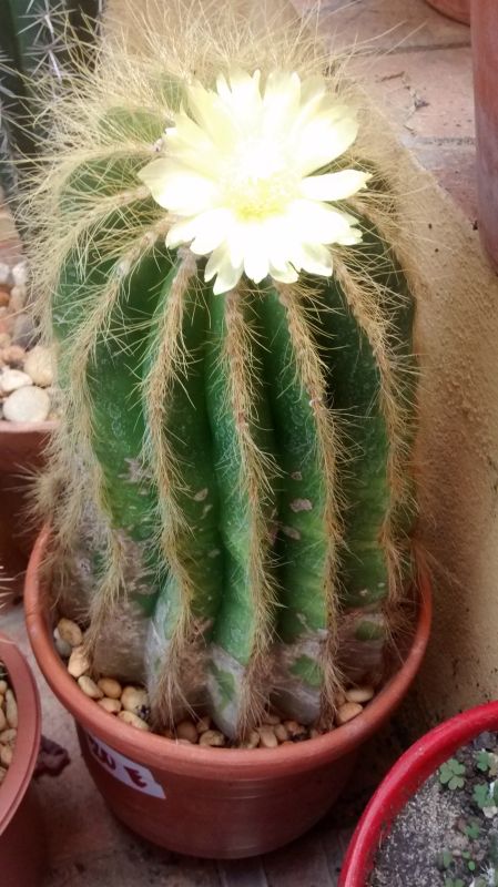 A photo of Parodia schumanniana