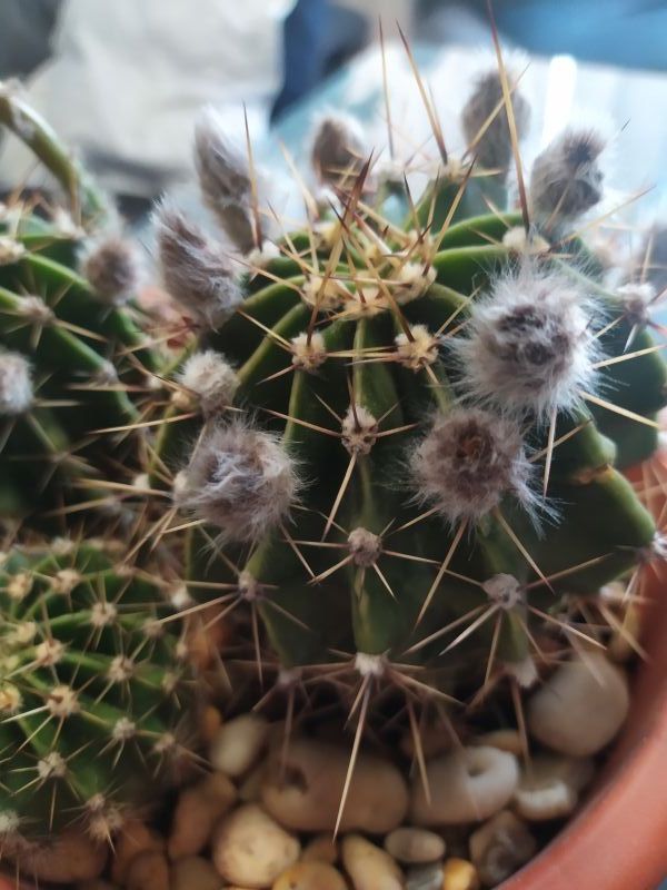 A photo of Echinopsis oxygona