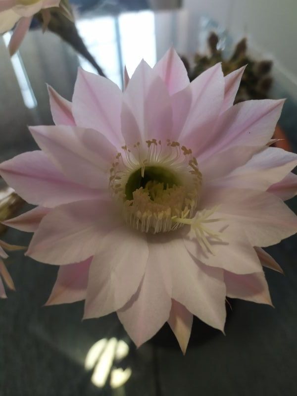 A photo of Echinopsis oxygona