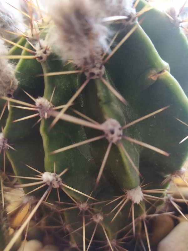 A photo of Echinopsis oxygona