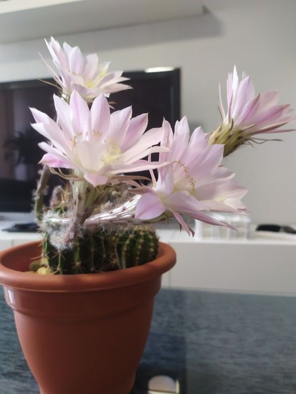 A photo of Echinopsis oxygona