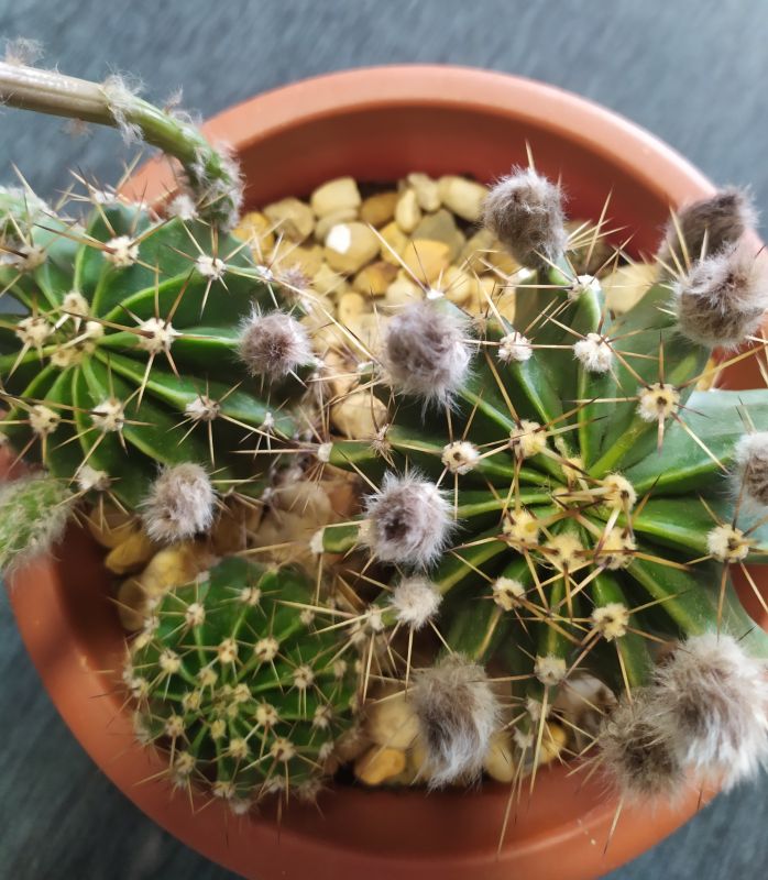 A photo of Echinopsis oxygona