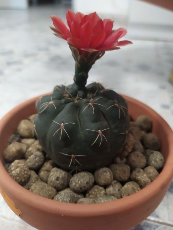 Una foto de Gymnocalycium baldianum