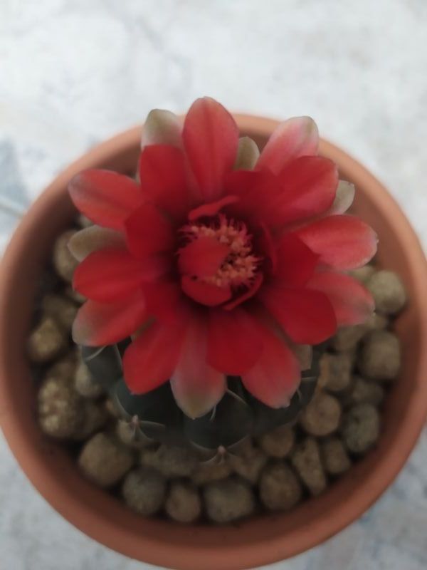Una foto de Gymnocalycium baldianum