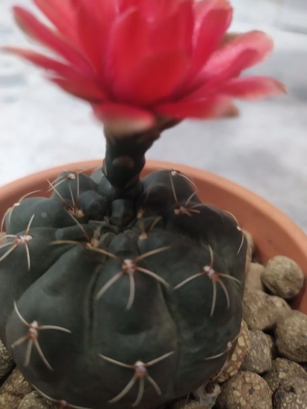 Una foto de Gymnocalycium baldianum