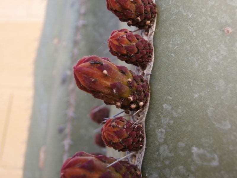 Una foto de Pachycereus marginatus