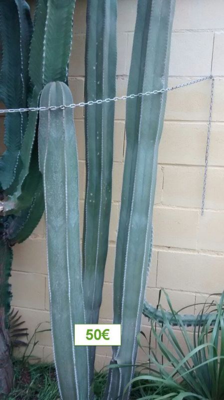 Una foto de Pachycereus marginatus