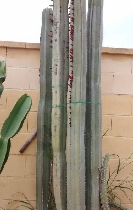 Una foto de Pachycereus marginatus