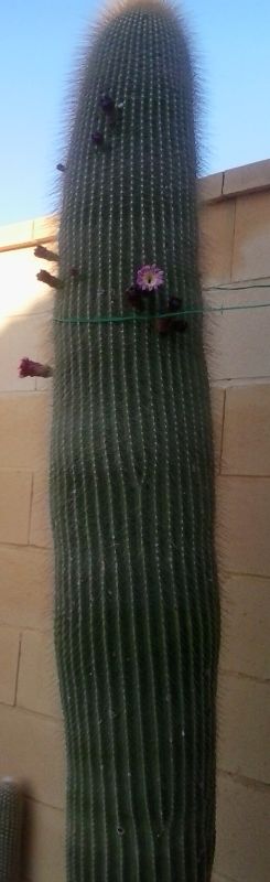 Una foto de Neobuxbaumia polylopha