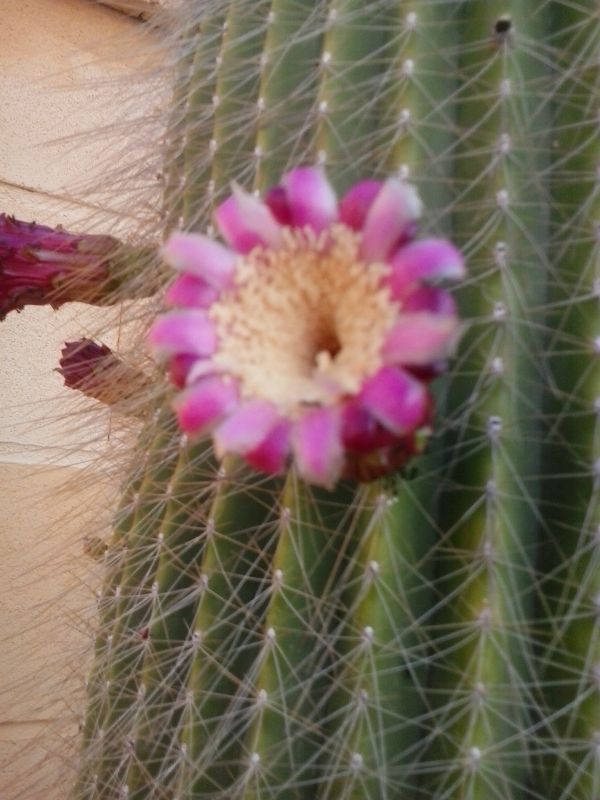 Una foto de Neobuxbaumia polylopha