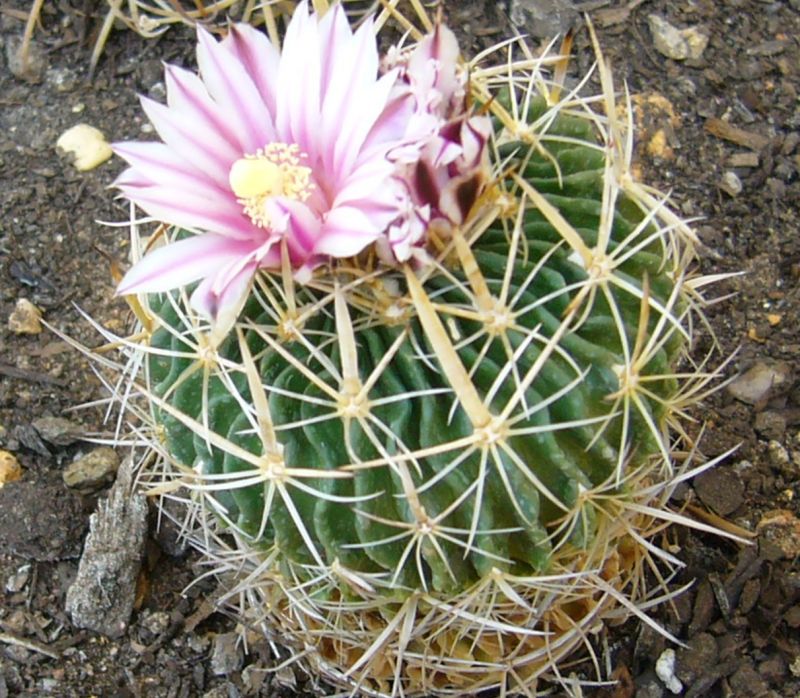 A photo of Stenocactus obvallatus