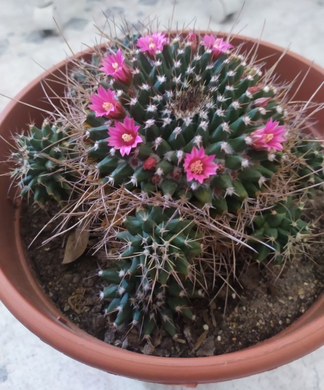 A photo of Mammillaria magnimamma