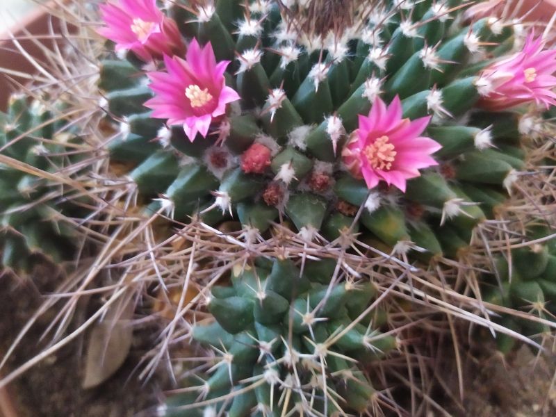 A photo of Mammillaria magnimamma