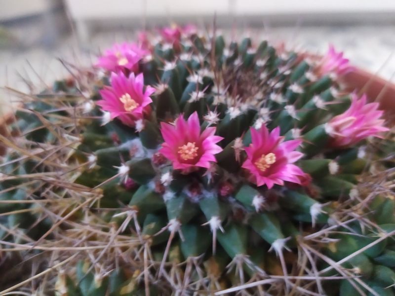 A photo of Mammillaria magnimamma