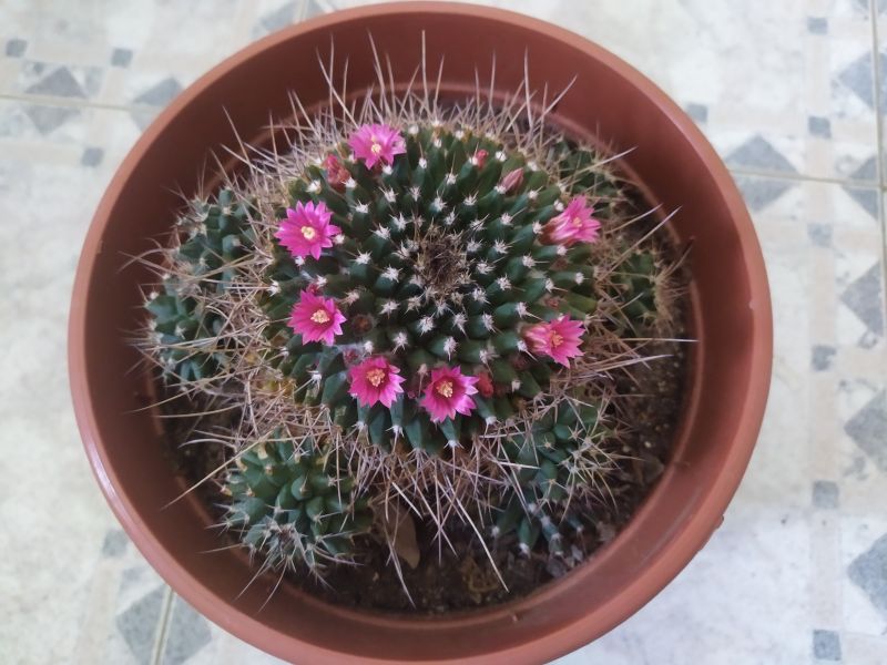 A photo of Mammillaria magnimamma