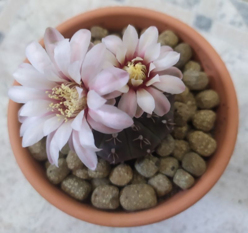 A photo of Gymnocalycium quehlianum