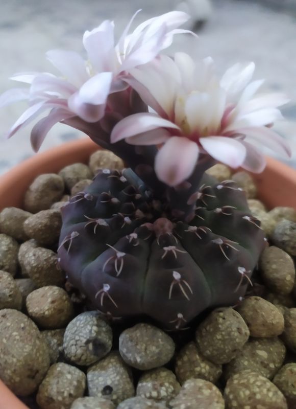 A photo of Gymnocalycium quehlianum